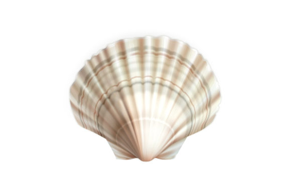 Download Scallop Shell Decorative Ocean Mollusk - Ocean Collection