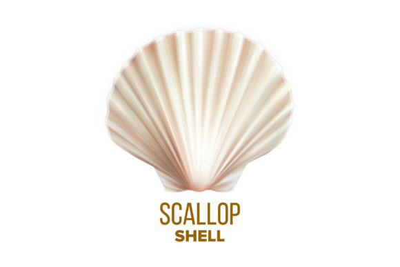 Download Scallop Shell Ocean Mollusk Protection - Ocean Collection